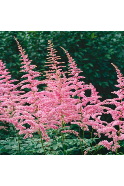 Астильба Каттлея